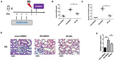 Butyric Acid Protects Against Renal Ischemia–Reperfusion Injury by Adjusting the Treg/Th17 Balance via HO-1/p-STAT3 Signaling